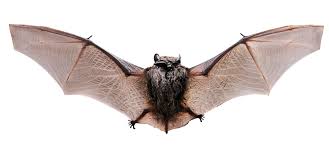 bat.jpg