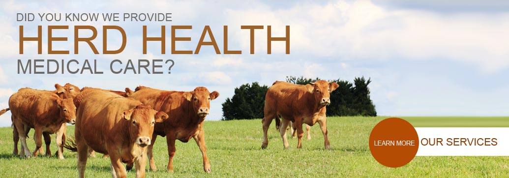 We Provide Herd Health