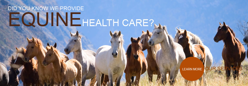Equine Health Care